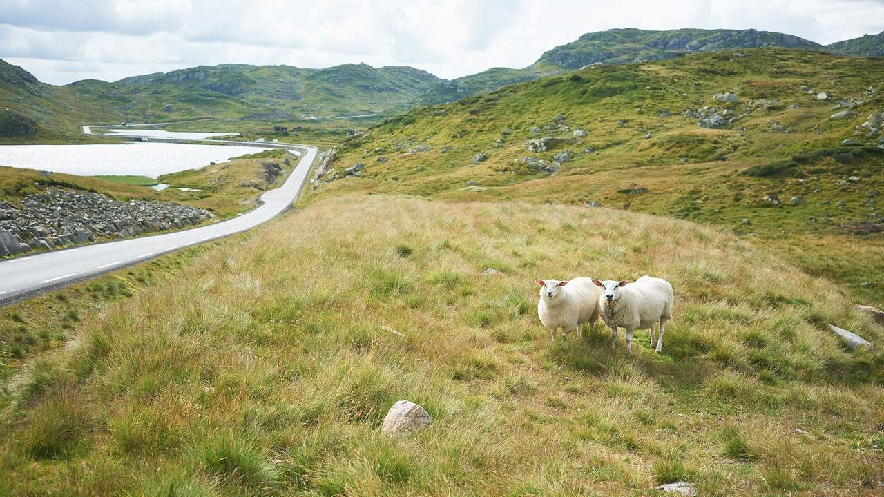 Naturmangfold på gården: Enger, beiter og kantsoner