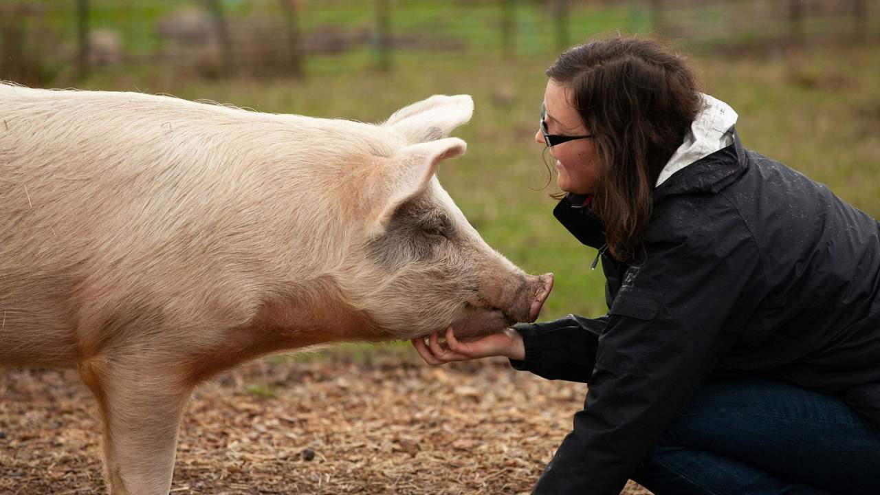 Dyrevernmerket for bønder: Krav, kostnader og vurderinger