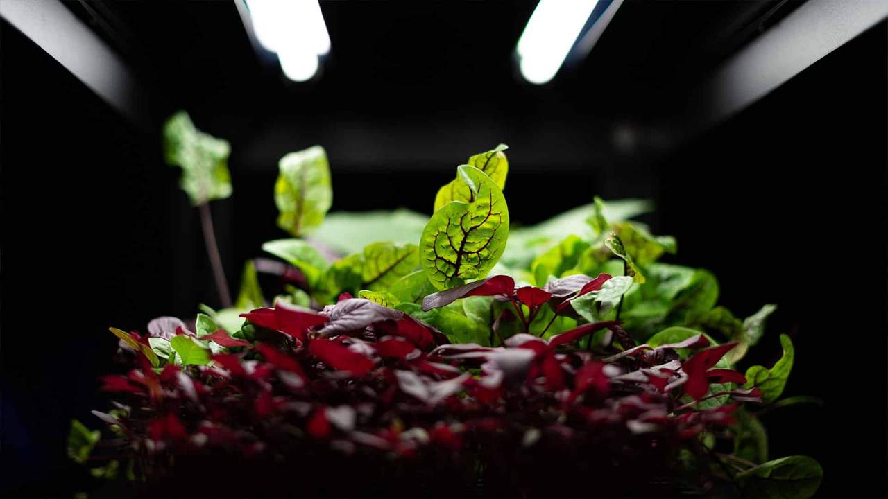 Rethink Food: Rådgivning om norske matsystemer