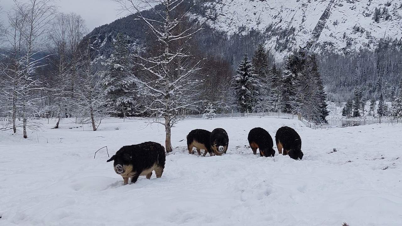 Setesdal Ullgris: Terese og Thor Ole om småskaladrift