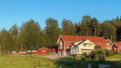 Siljanhjort: Morten Nystad om hjort og gårdsslakteri