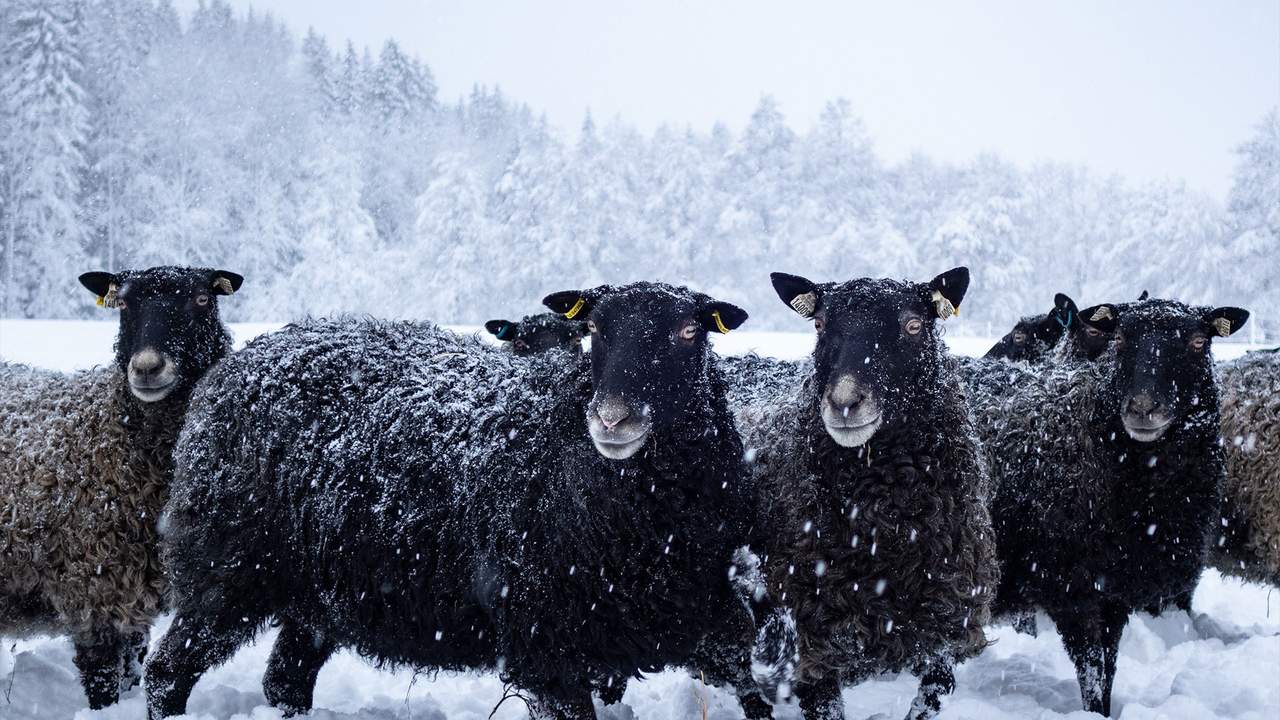 Julesalg av lokalmat: Planlegg bestillinger og levering