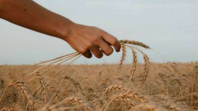 Landbruksutdanning: Agronom, fagbrev og studier som voksen